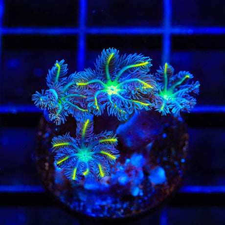 TSA Lemon Laser Clove Polyps Coral