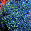 TSA Lemon Laser Clove Polyps Coral
