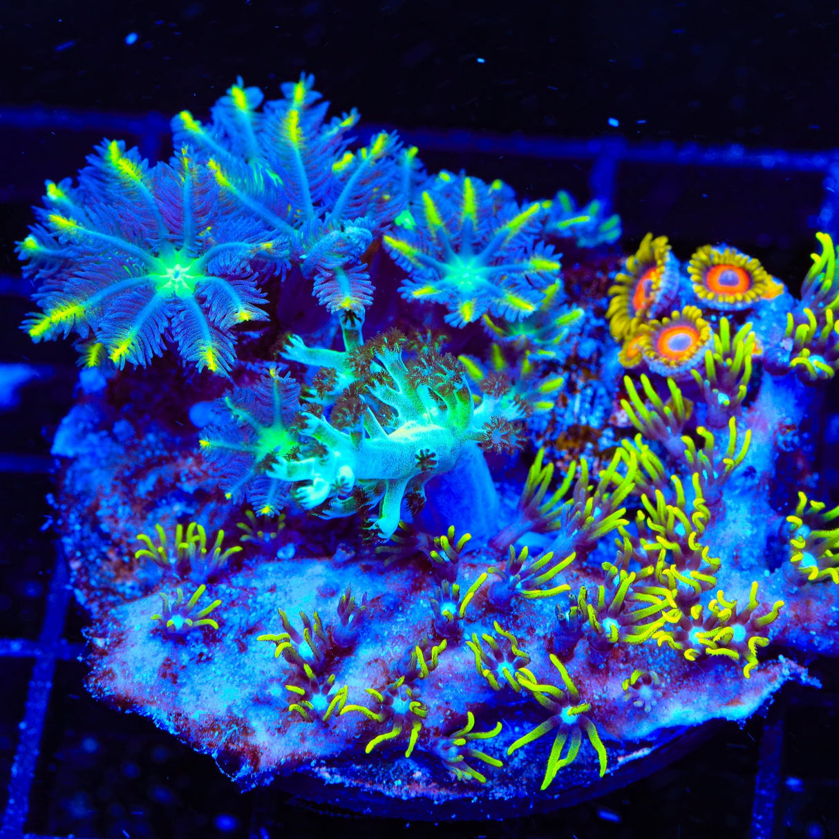 TSA Lemon Laser Combo Coral Clove Polyps Coral
