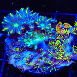 TSA Lemon Laser Combo Coral Clove Polyps Coral