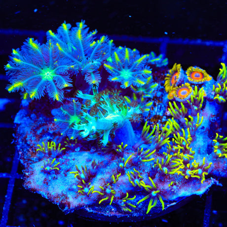 TSA Lemon Laser Combo Coral Clove Polyps Coral