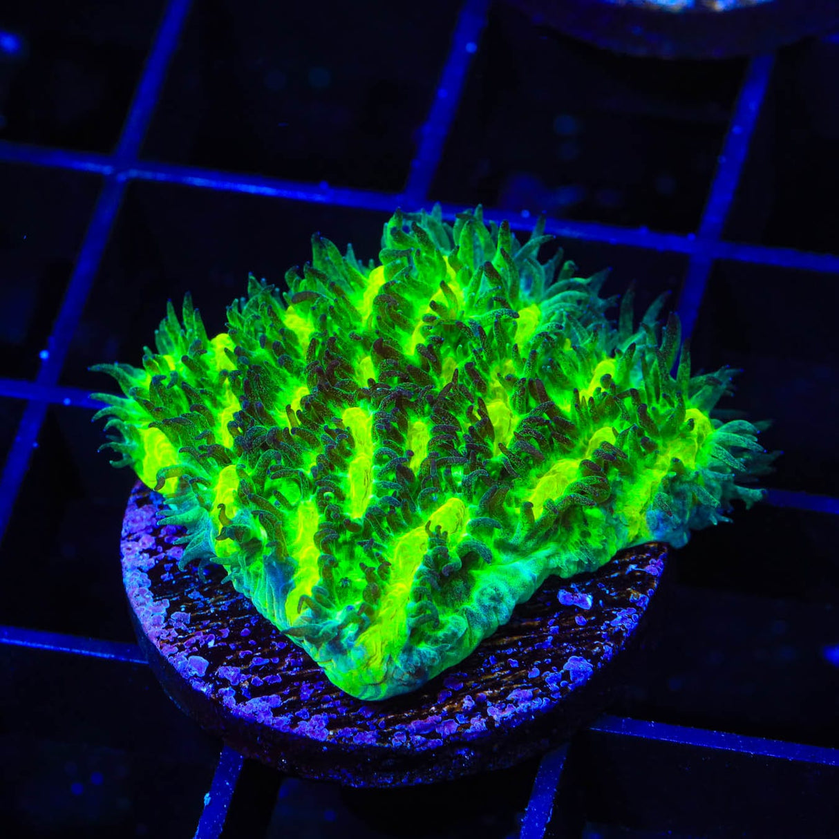 TSA Lemon Lime Hydnophora Coral