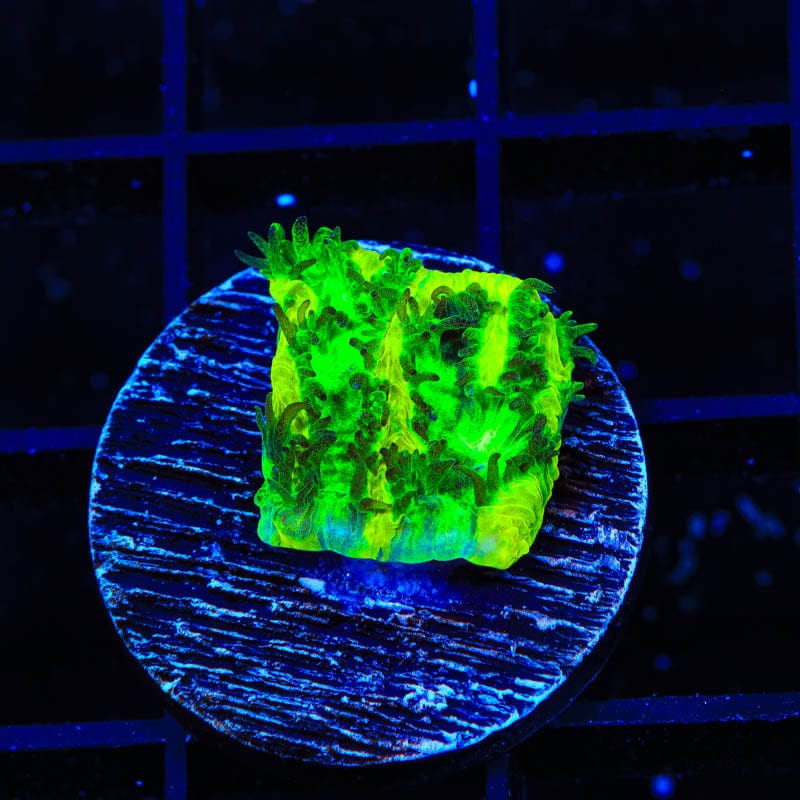 TSA Lemon Lime Hydnophora Coral