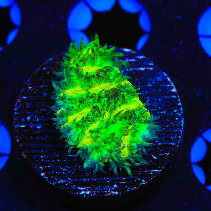 TSA Lemon Lime Hydnophora Coral