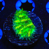 TSA Lemon Lime Hydnophora Coral