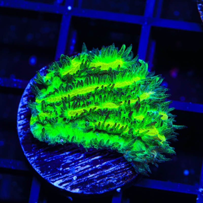 TSA Lemon Lime Hydnophora Coral