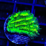 TSA Lemon Lime Hydnophora Coral