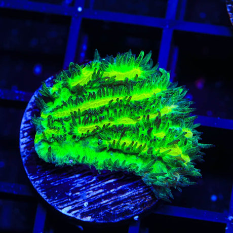 TSA Lemon Lime Hydnophora Coral