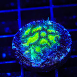 TSA Lemon Lime Hydnophora Coral