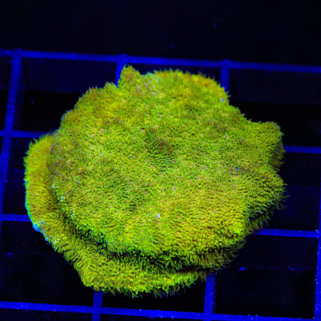 TSA Lemon Psammocora Coral