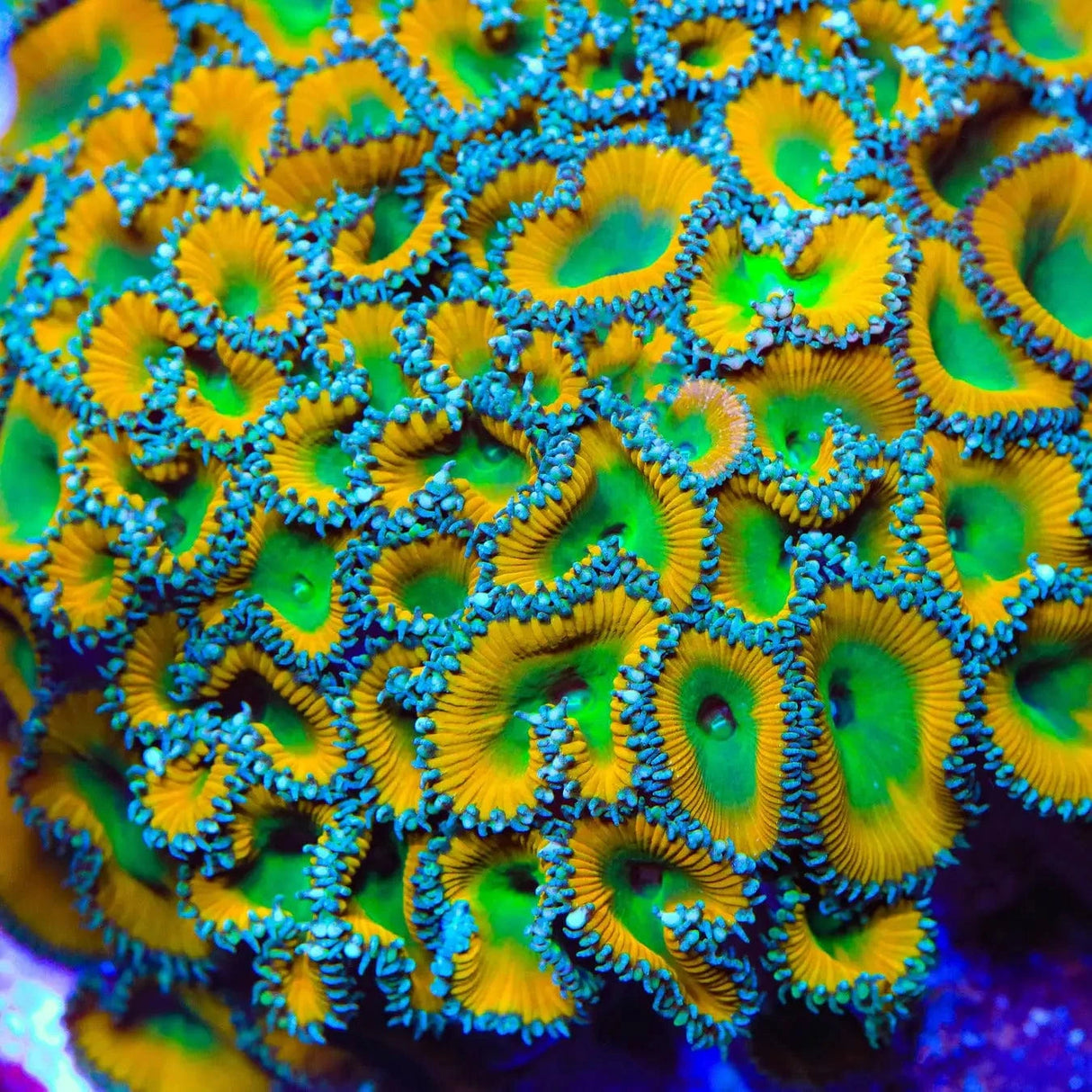 TSA Lemon Twist Palythoas Coral