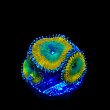 TSA Lemon Twist Palythoas Coral