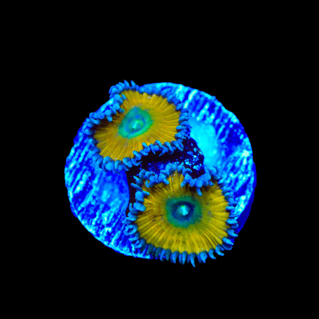 TSA Lemon Twist Palythoas Coral