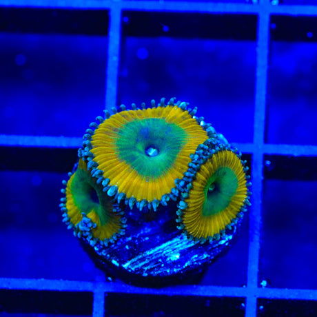 TSA Lemon Twist Palythoas Coral