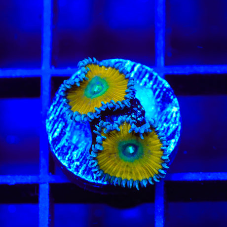 TSA Lemon Twist Palythoas Coral