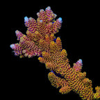 TSA Lion O Acropora Coral