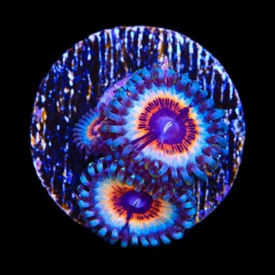 TSA Little Shop of Nightmare Zoanthids Coral