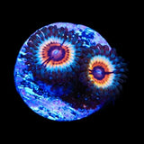 TSA Little Shop of Nightmare Zoanthids Coral