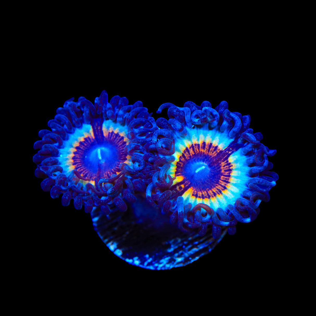 TSA Little Shop of Nightmare Zoanthids Coral