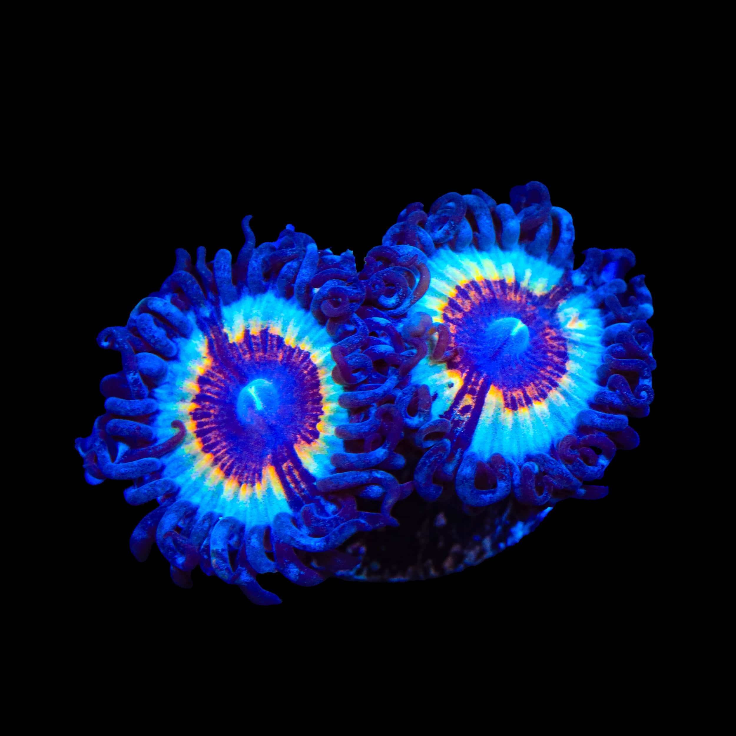 TSA Little Shop of Nightmare Zoanthids Coral – Top Shelf Aquatics