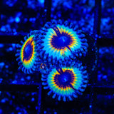 TSA Little Shop of Nightmare Zoanthids Coral