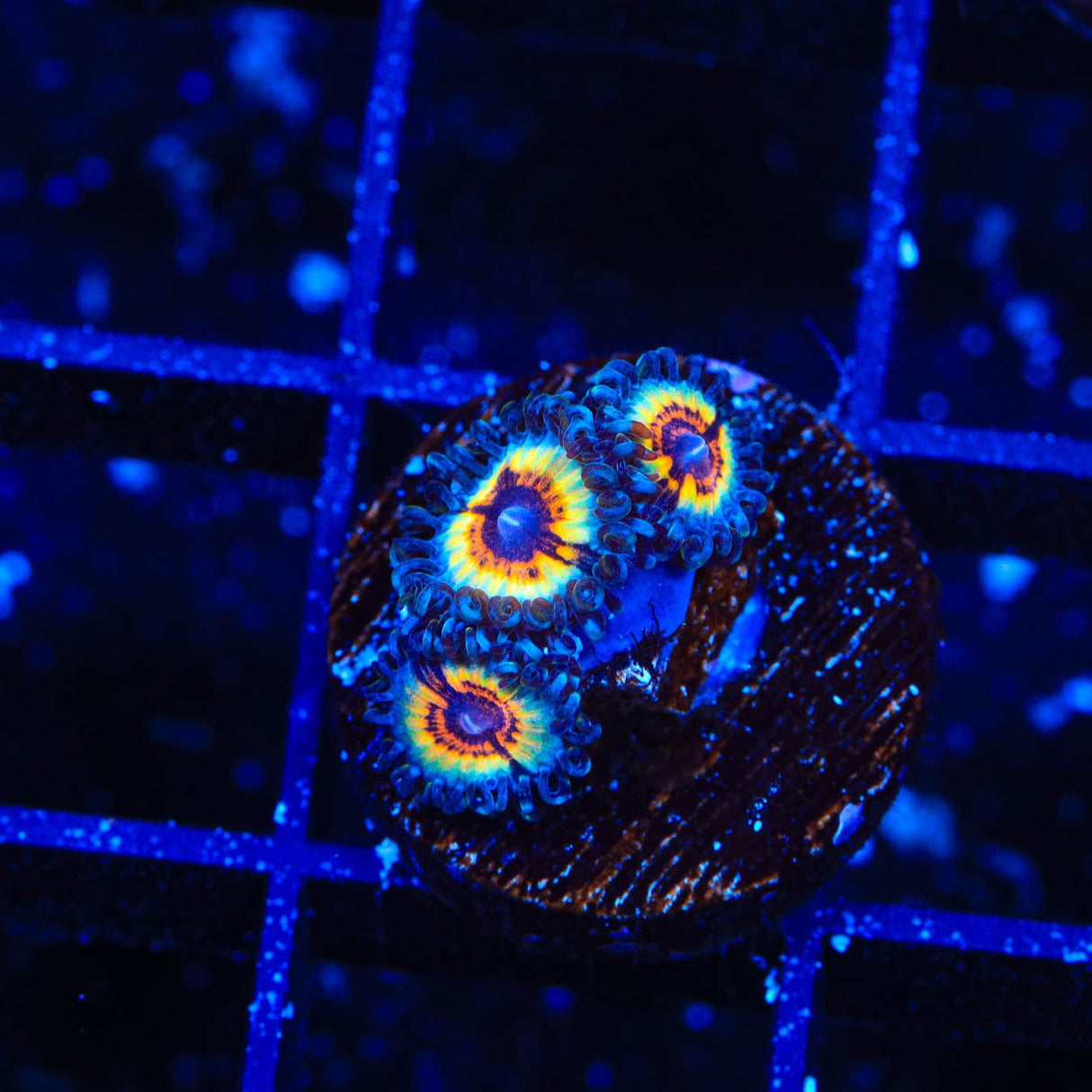 TSA Little Shop of Nightmares Zoanthid Coral