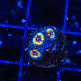 TSA Little Shop of Nightmares Zoanthid Coral