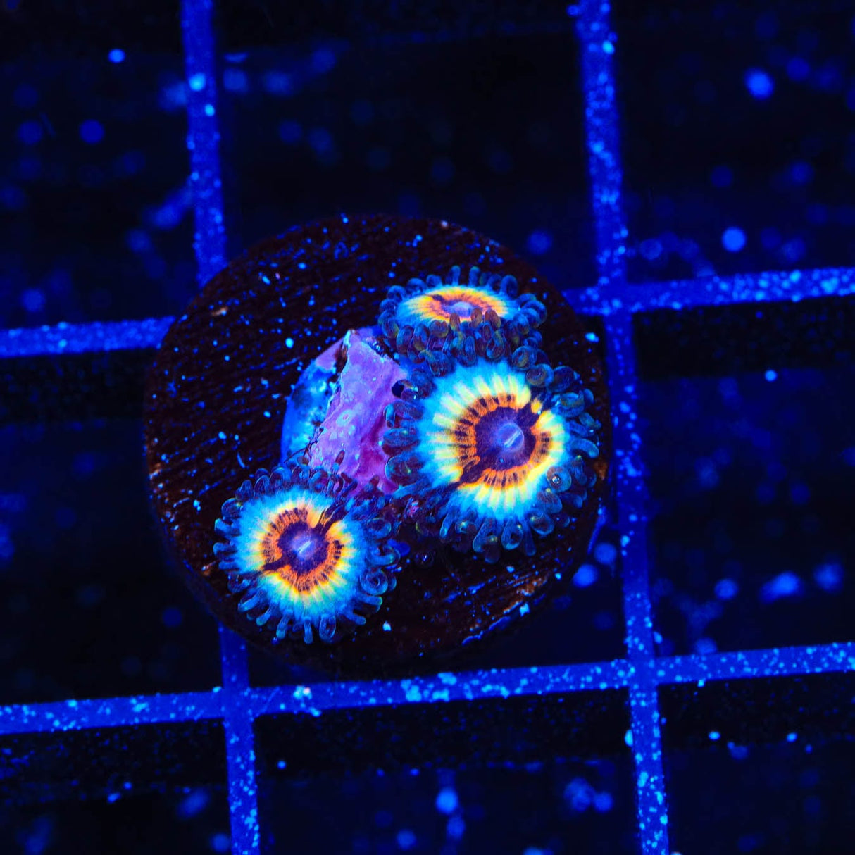 TSA Little Shop of Nightmares Zoanthid Coral