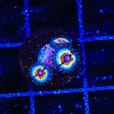 TSA Little Shop of Nightmares Zoanthid Coral
