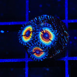 TSA Little Shop of Nightmares Zoanthid Coral