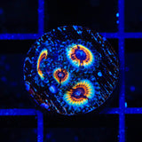 TSA Little Shop of Nightmares Zoanthid Coral