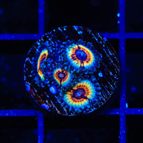 TSA Little Shop of Nightmares Zoanthid Coral