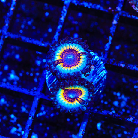 TSA Little Shop of Nightmares Zoanthid Coral