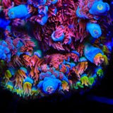 TSA Lollipop Guild Acropora Coral