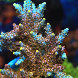 TSA Long Island Acropora Coral