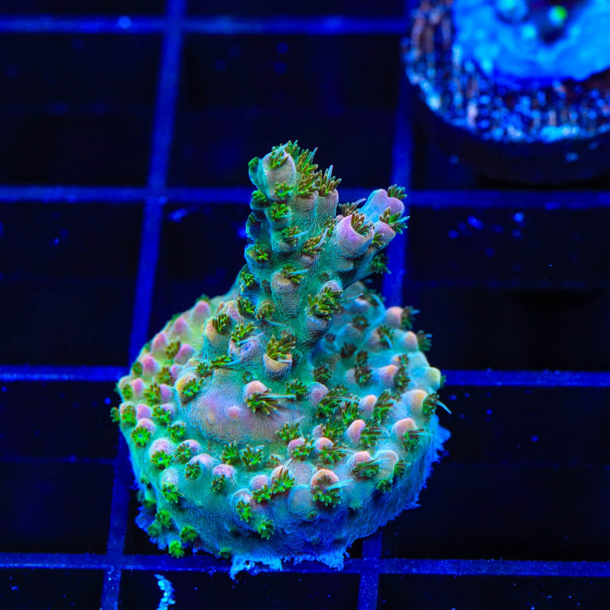 TSA Long Island Acropora Coral