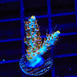 TSA Long Island Acropora Coral