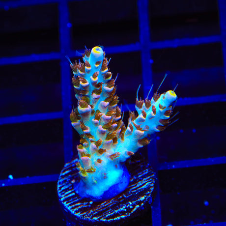 TSA Long Island Acropora Coral
