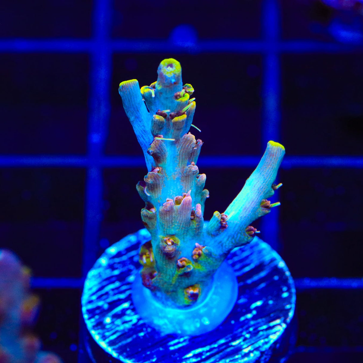 TSA Long Island Acropora Coral