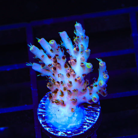 TSA Long Island Acropora Coral