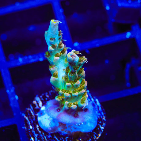 TSA Long Island Acropora Coral