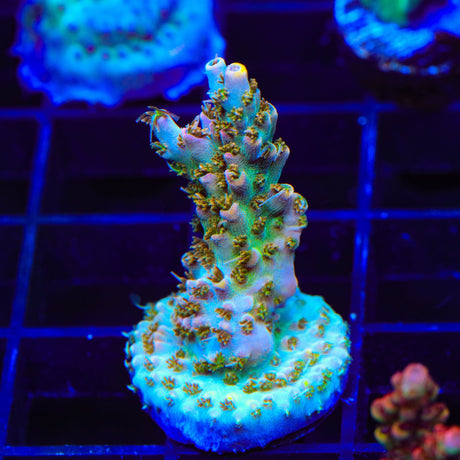 TSA Long Island Acropora Coral