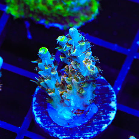 TSA Long Island Acropora Coral