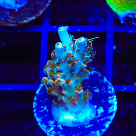 TSA Long Island Acropora Coral