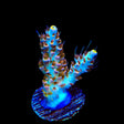 TSA Long Island Acropora Coral