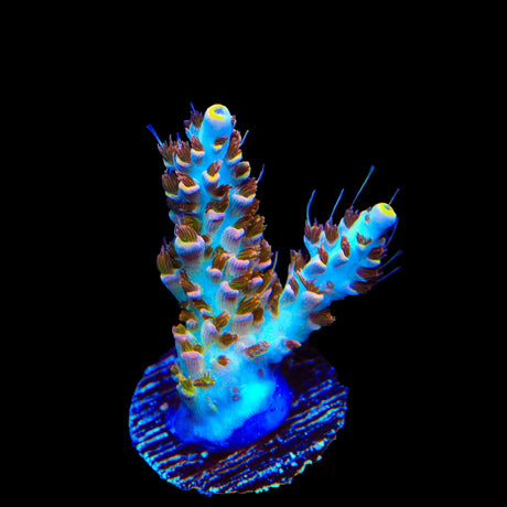 TSA Long Island Acropora Coral