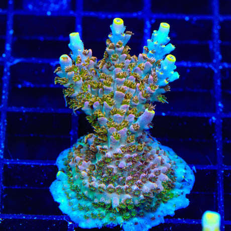 TSA Long Island Acropora XL Frag Coral