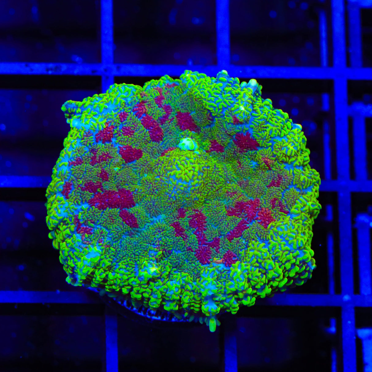 TSA Luck of the Irish Mushroom Coral