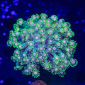 TSA Lucky Charm Alveopora