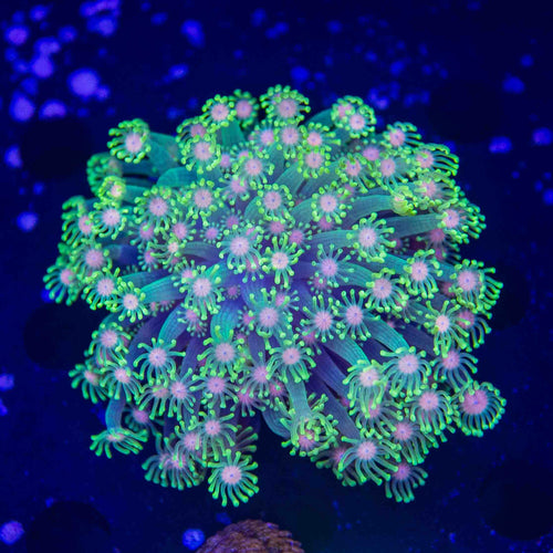 TSA Lucky Charm Alveopora